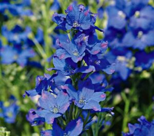 diamonds-blue-delphinium electric blue bedding