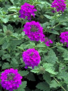 homestead verbena in purple