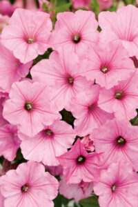 petunias - supertunia vista in bubblegum pink