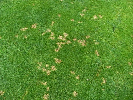 lawn-diseases_dollar-spot