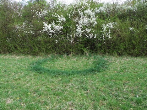 fairy rings lawn disease