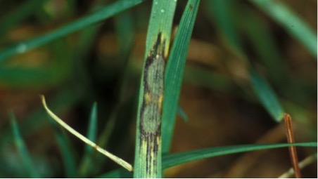gray leaf spot lawn disease