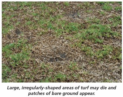 take all root rot lawn disease
