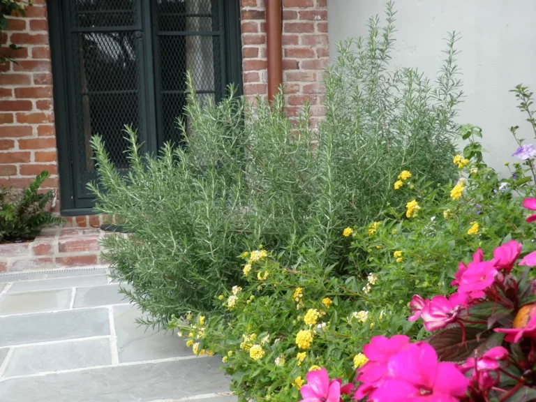 rosemary and colorful annuals